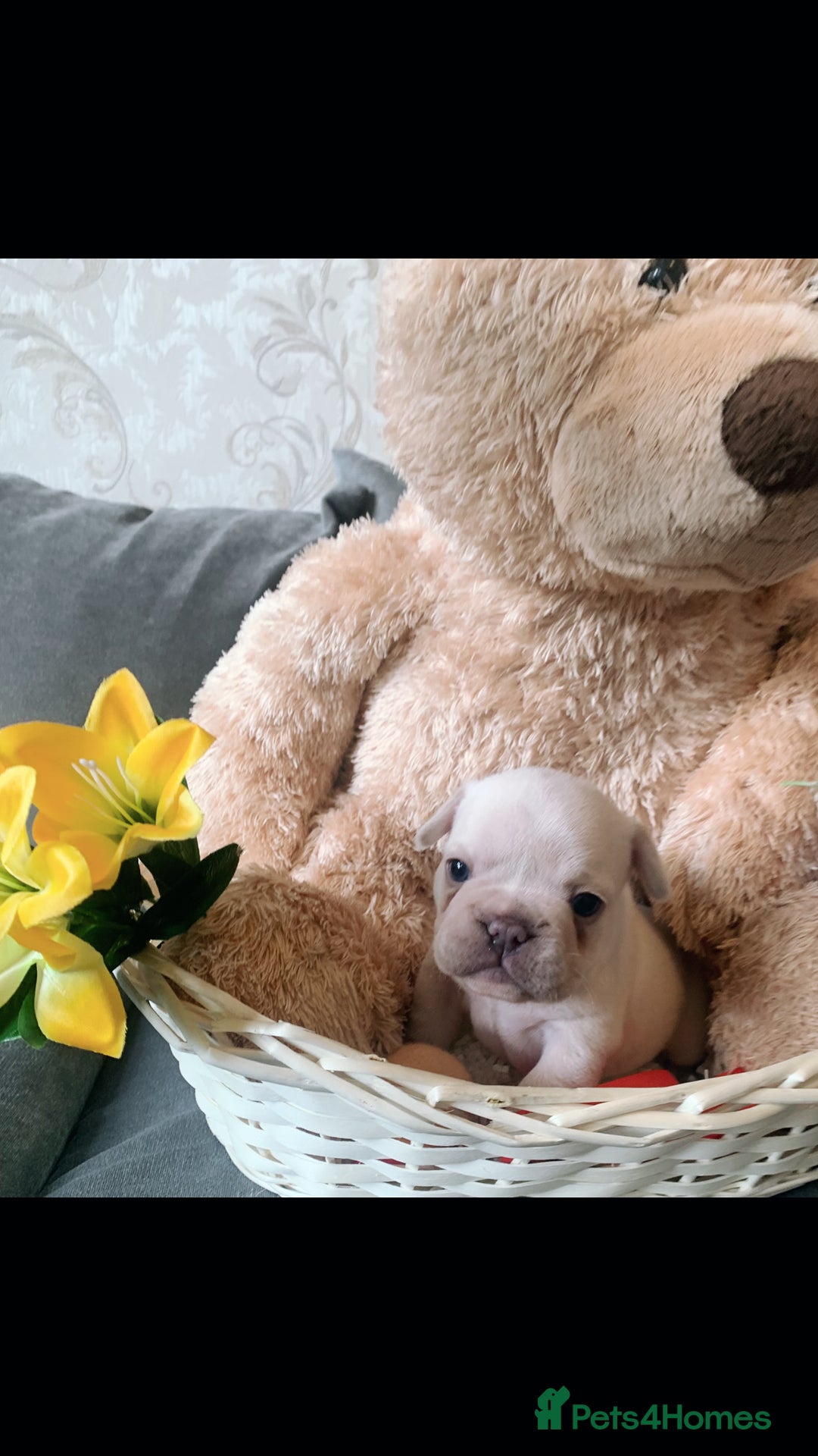 French Bulldog dogs for sale: Stunning frenchie pups for sale!! - Image 5