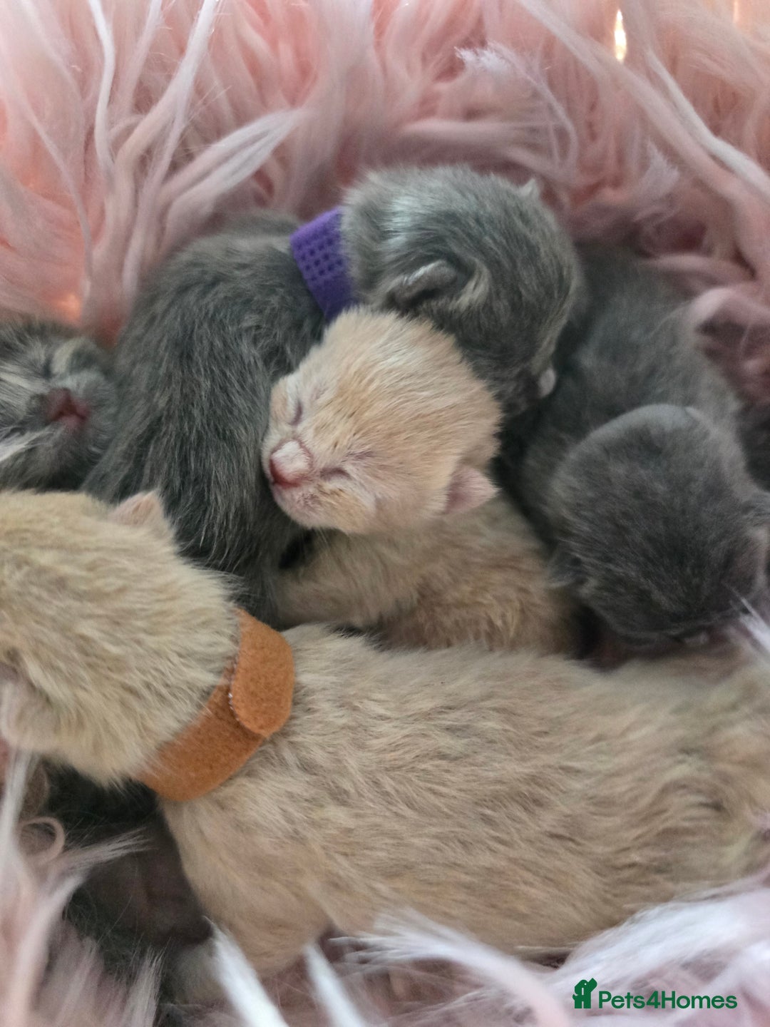 British Shorthair cats for sale: Beautiful Kittens looking forever home 😍😸 - Image 10