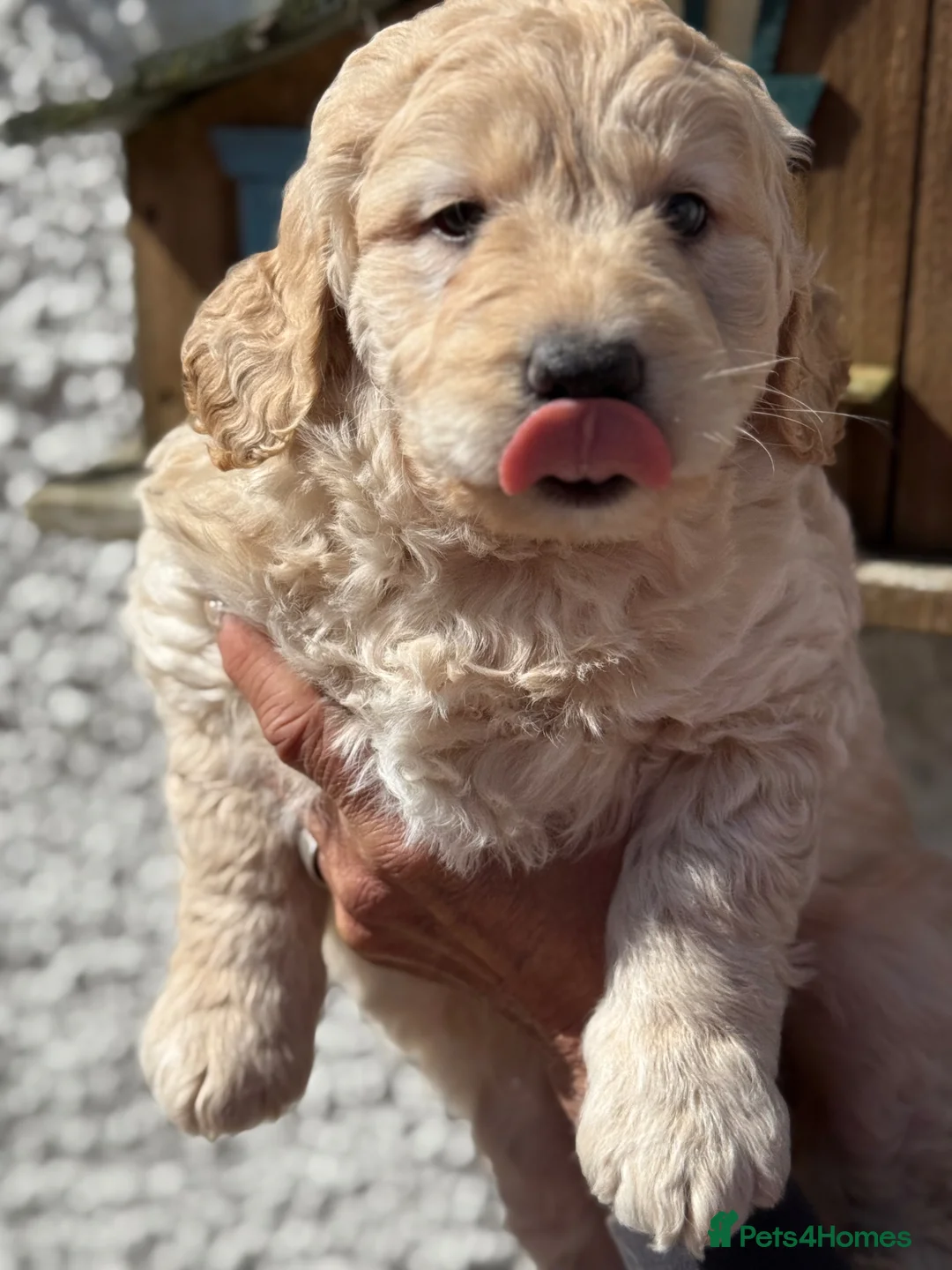 Labradoodle dogs for sale: F1 Miniature Labradoodle.  - Advert 11