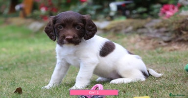 English Springer Spaniel dogs - Advert 16