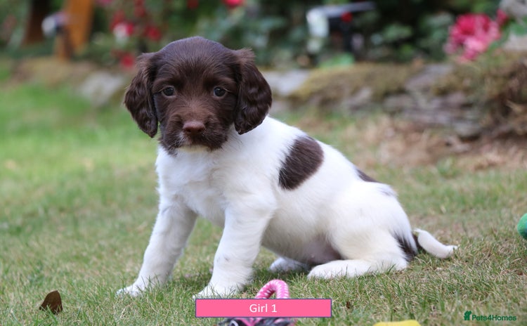 English Springer Spaniel dogs - Advert 7