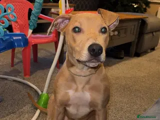 Mixed Breed dogs Betsy - Advert 1