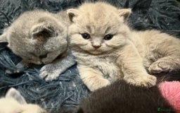 British Shorthair cats for stud: BIG STUD Pedigree British shorthair 😻 - Advert 10