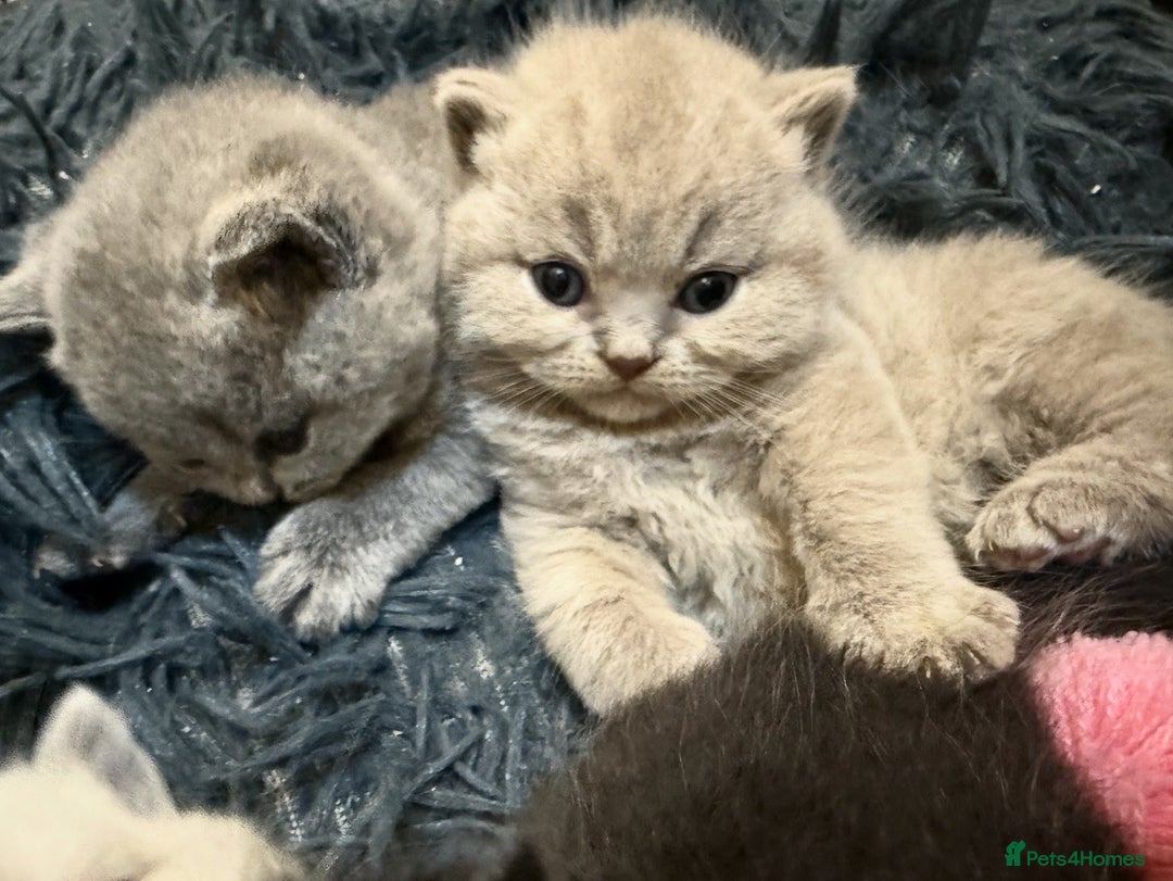 British Shorthair cats for stud: BIG STUD Pedigree British shorthair 😻 - Advert 10