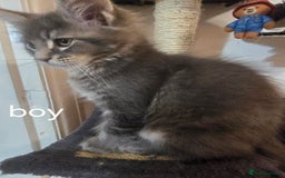 Maine Coon cats for sale: Beautiful Maine coon kittens  - Image 17