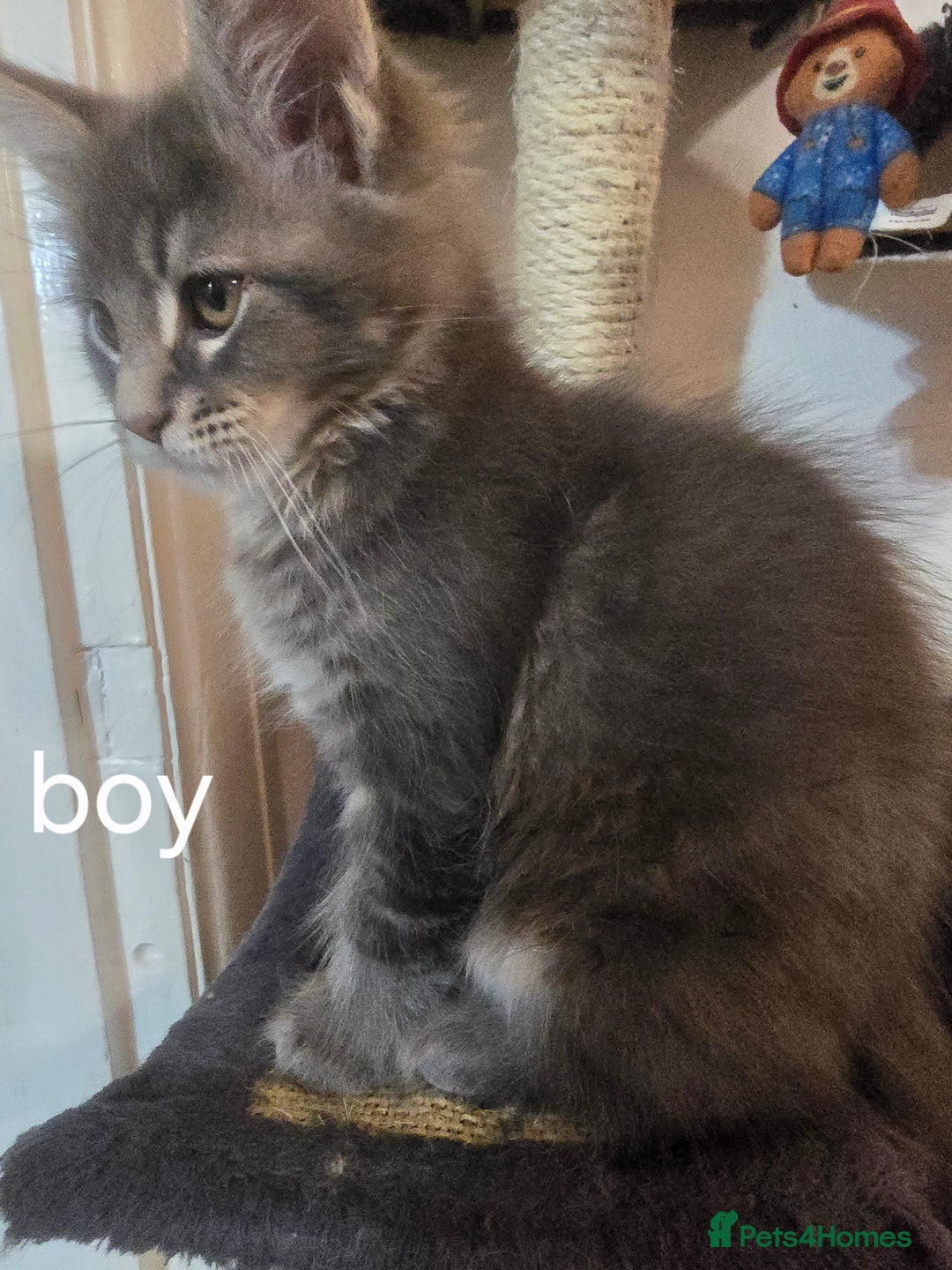 Maine Coon cats for sale: Beautiful Maine coon kittens  - Image 17