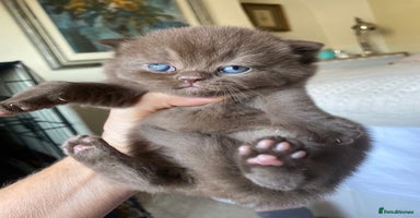 British Shorthair cats - Advert 13