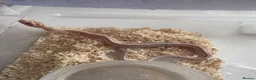 Corn Snake reptiles for sale: Corn snakes cb26 and cb25 available  - Advert 4