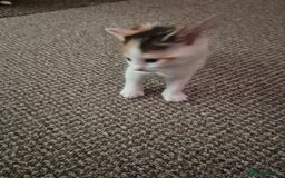Domestic Shorthair cats for sale: 4 beautiful kittens domestic short-hair. - Image 10