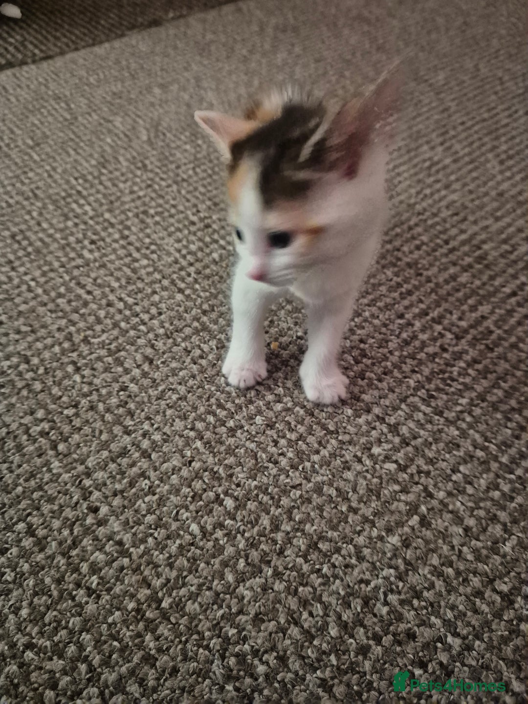 Domestic Shorthair cats for sale: 4 beautiful kittens domestic short-hair. - Image 10