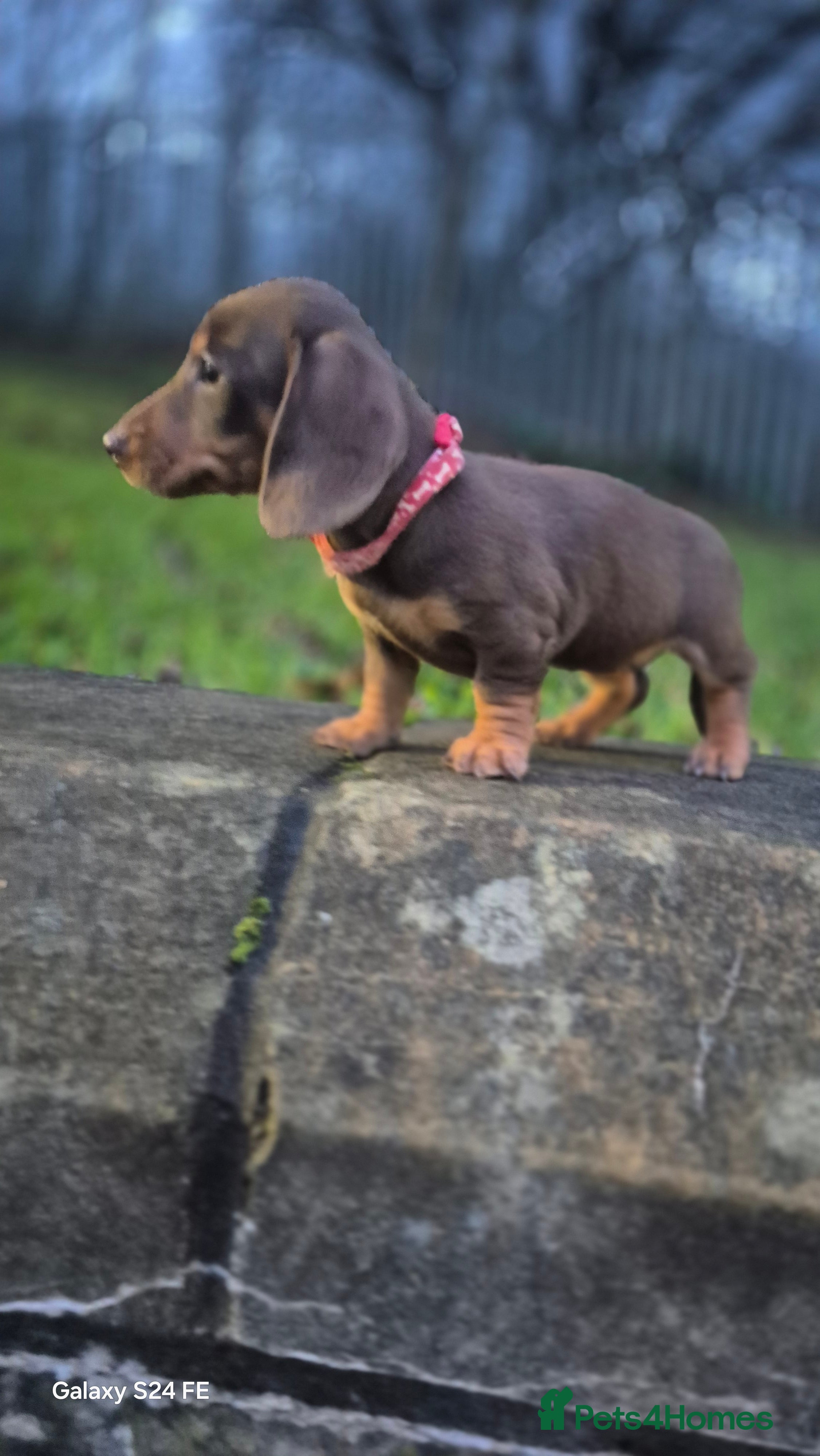 Dachshund dogs miniature dachshund READY  - Advert 1