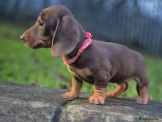 Dachshund dogs miniature dachshund READY - Advert 3