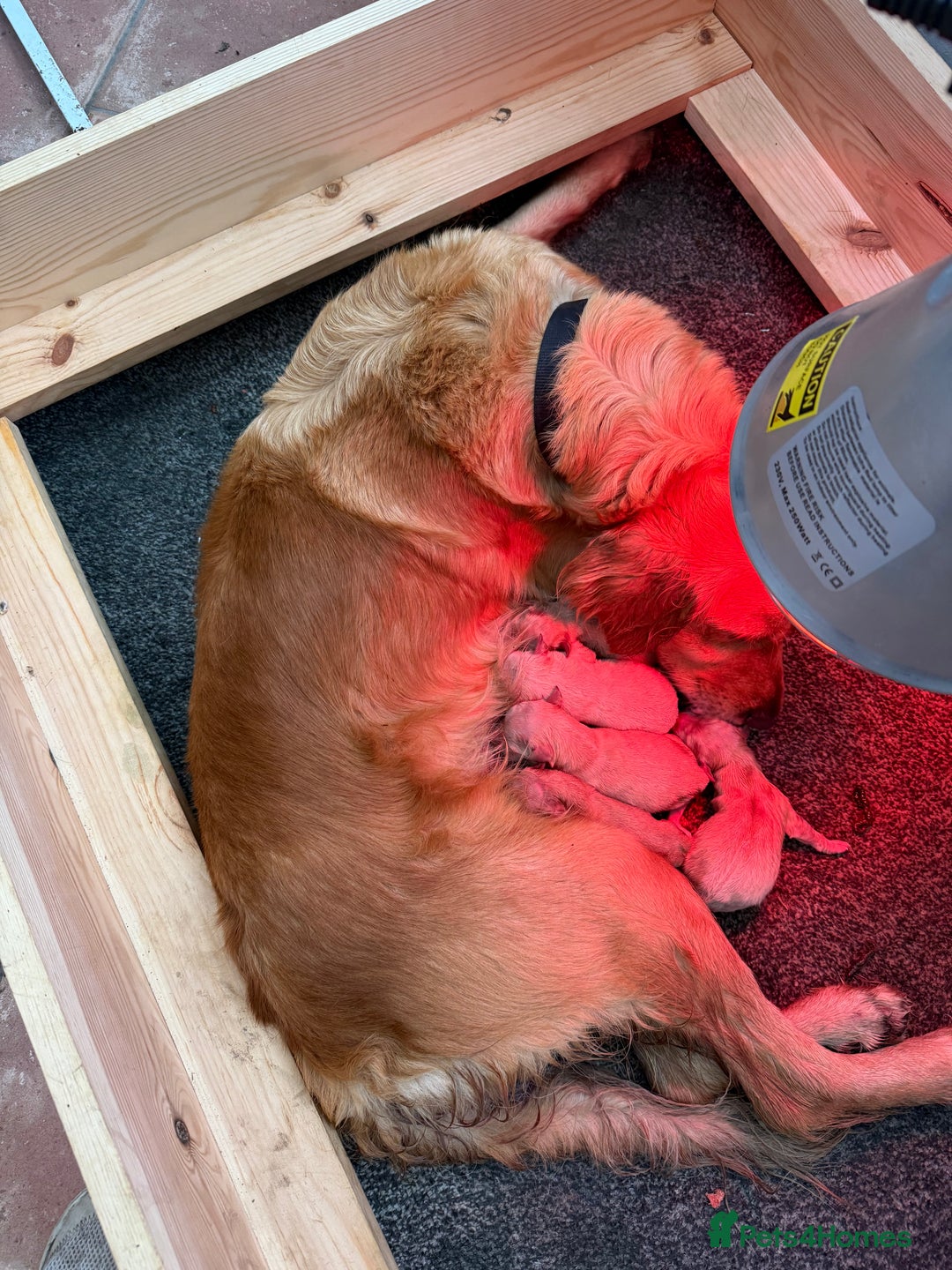Golden Retriever dogs for sale: Beautiful GR Puppies – No Expense Spared! - Image 17