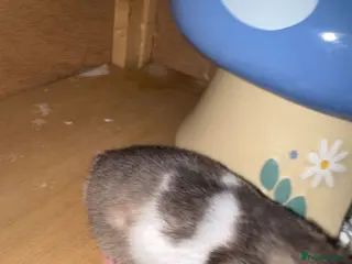 Hamster rodents Male Syrian Hamster - Advert 1