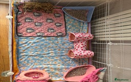 Guinea Pig rodents for sale: 3 female guinea pigs - Image 10