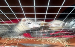Ferret rodents for sale: Jill Ferret - Image 3