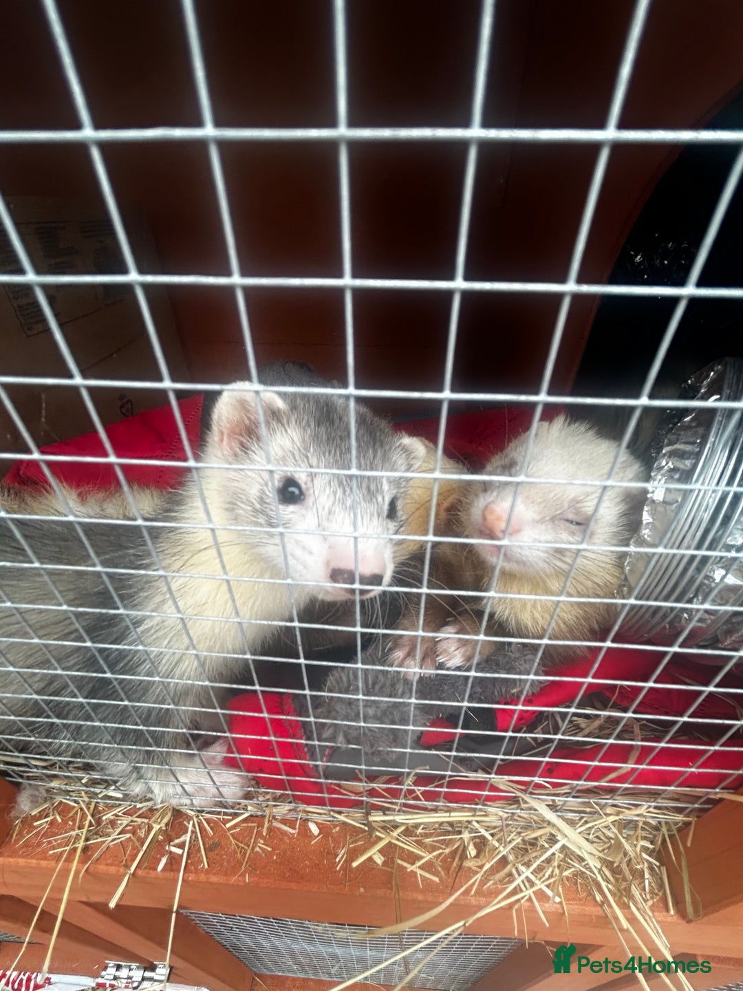 Ferret rodents for sale: Jill Ferret - Image 3