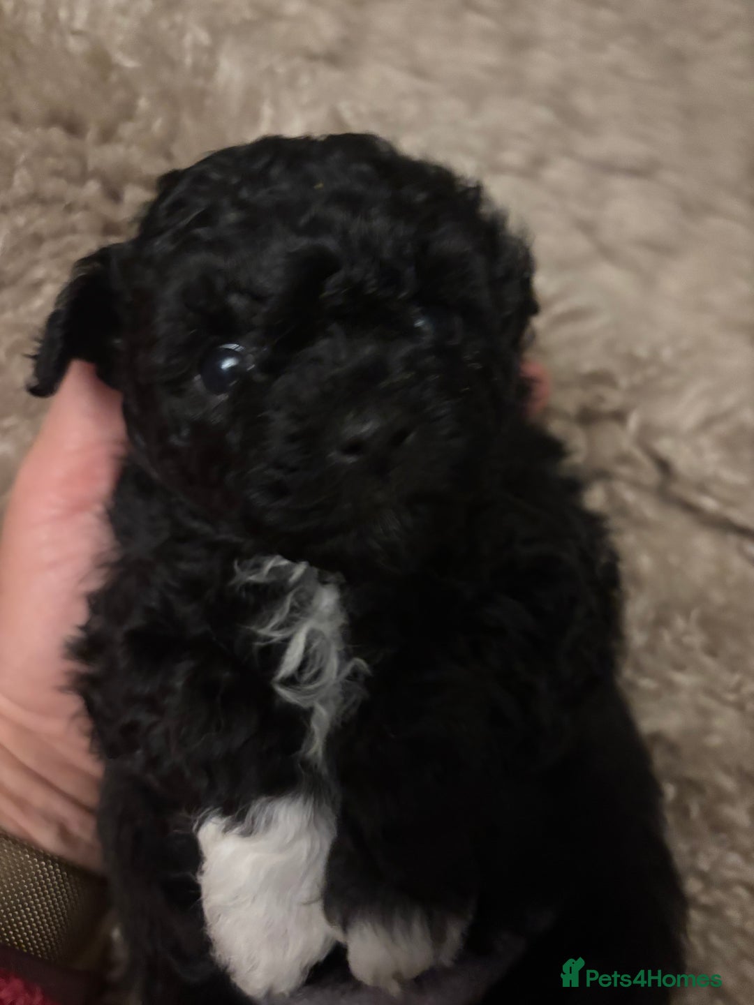 Mixed Breed dogs for sale: Adorable Bolonoodle Puppies - Advert 10