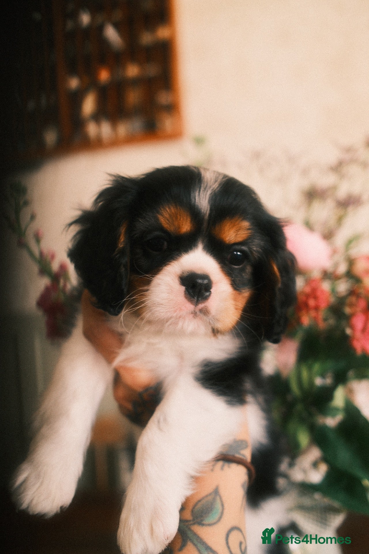 Cavalier King Charles Spaniel dogs KC Reg/Health Tested Parents Tri Boy Cavalier  - Advert 1