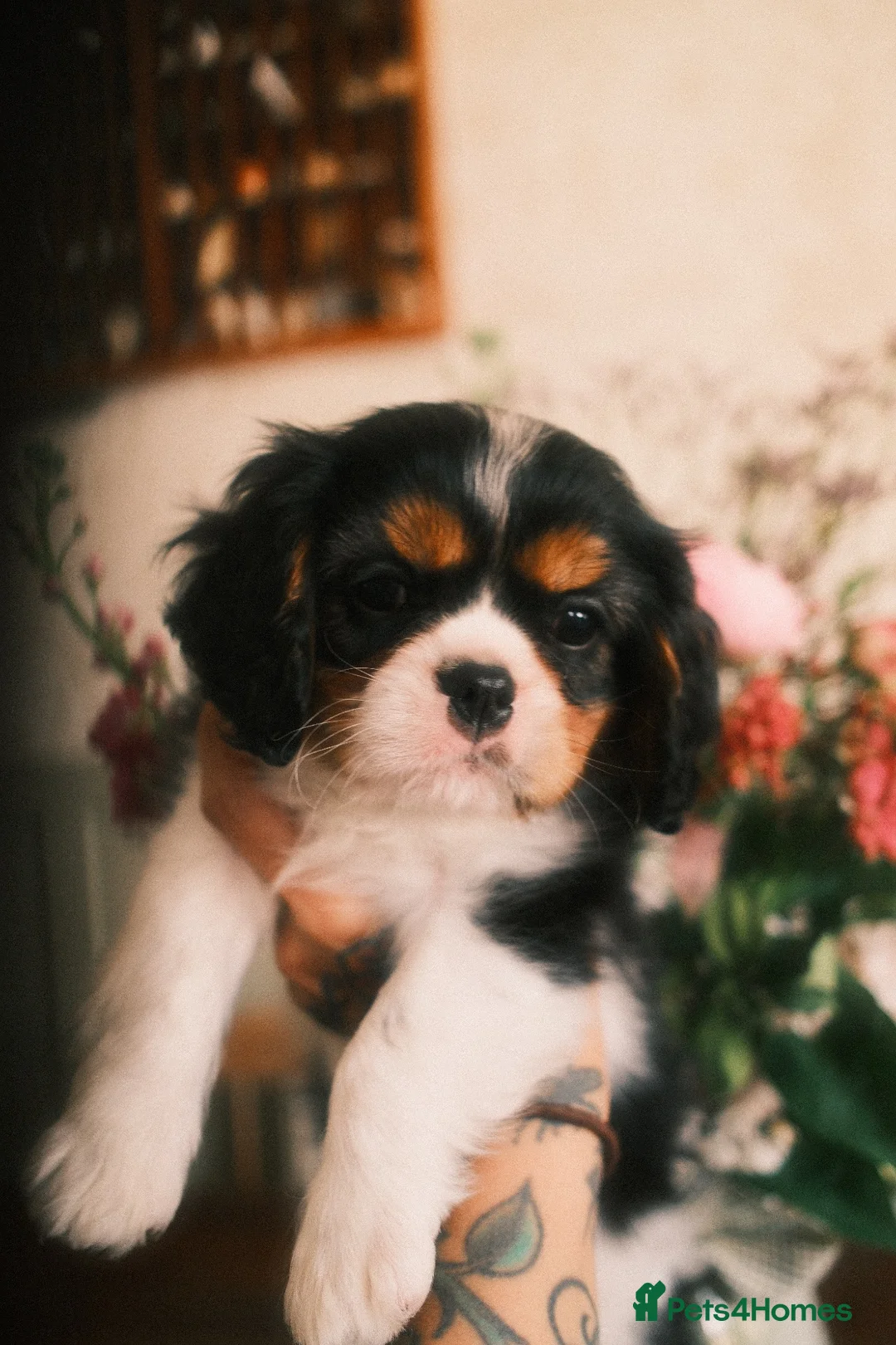 Cavalier King Charles Spaniel dogs for sale: KC Reg/Health Tested Parents Tri Boy Cavalier  - Advert 1