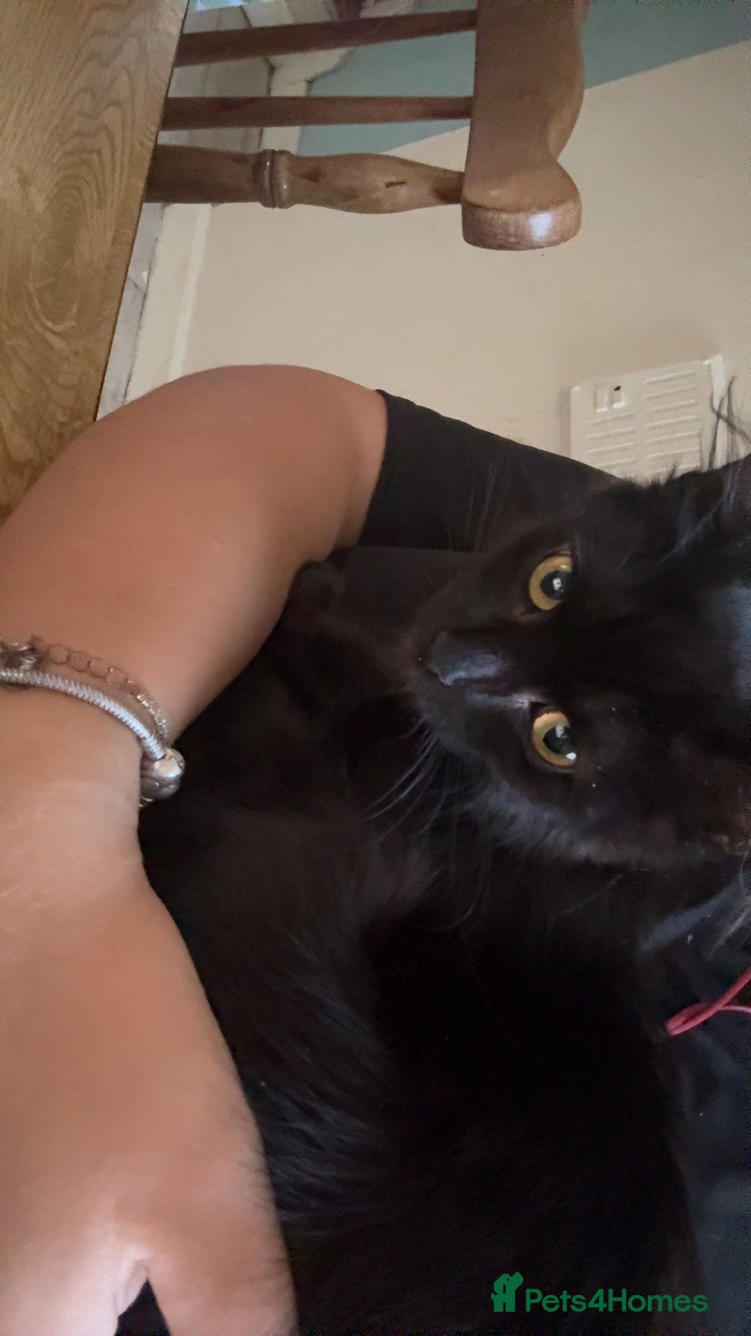 Mixed Breed cats for sale: 2 x beautiful girl kittens  - Image 3