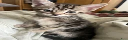 Mixed Breed cats for sale: 2 little Tabby, 1 little black kitten - Advert 6