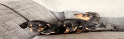 Chiweenie dogs for sale: Gorgeous Chiweenie puppies for sale - Advert 10