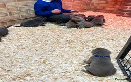 Labrador Retriever dogs for sale: Charcoal boy & silver girl  - Image 9