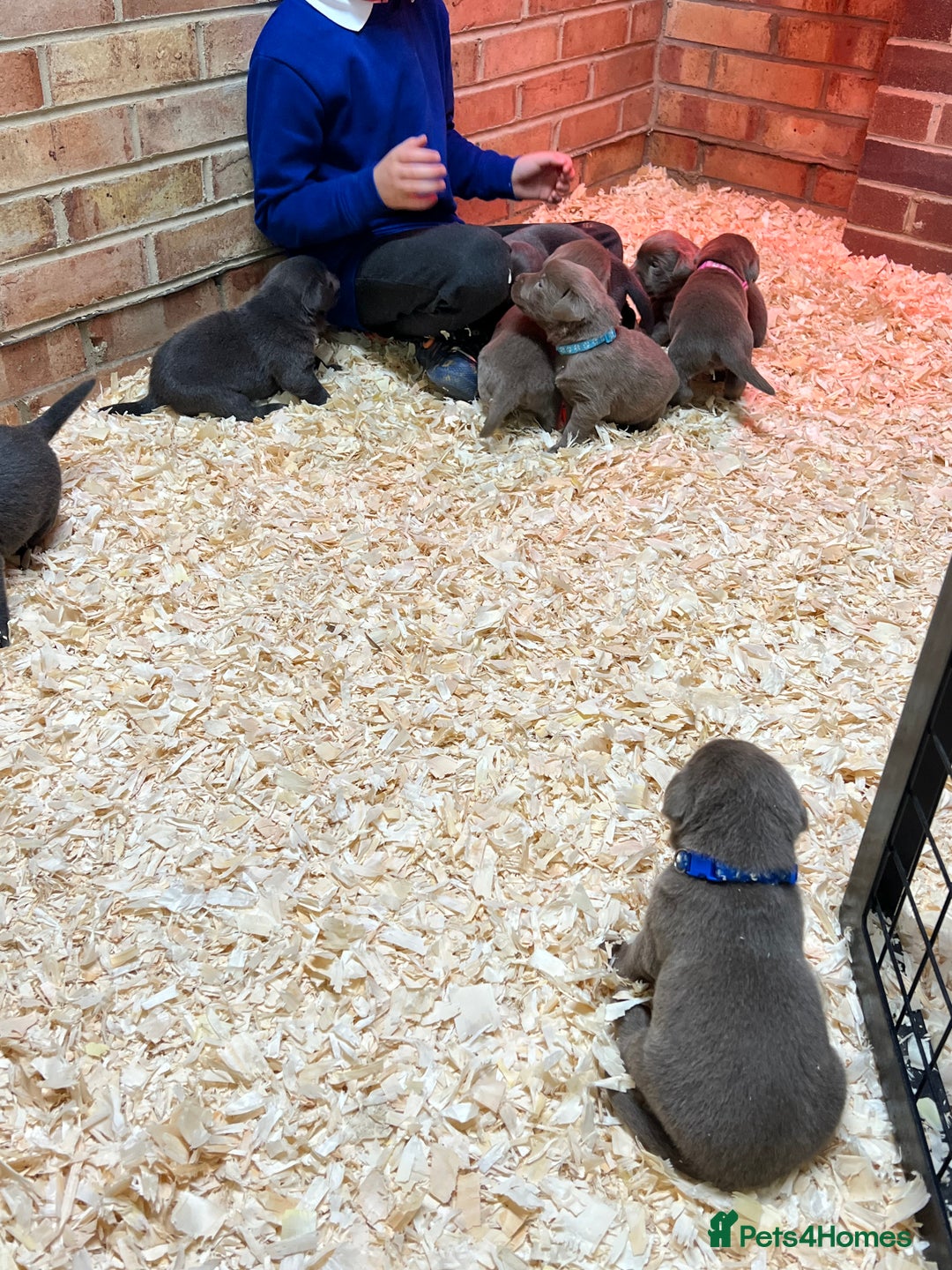 Labrador Retriever dogs for sale: Charcoal boy & silver girl  - Image 9