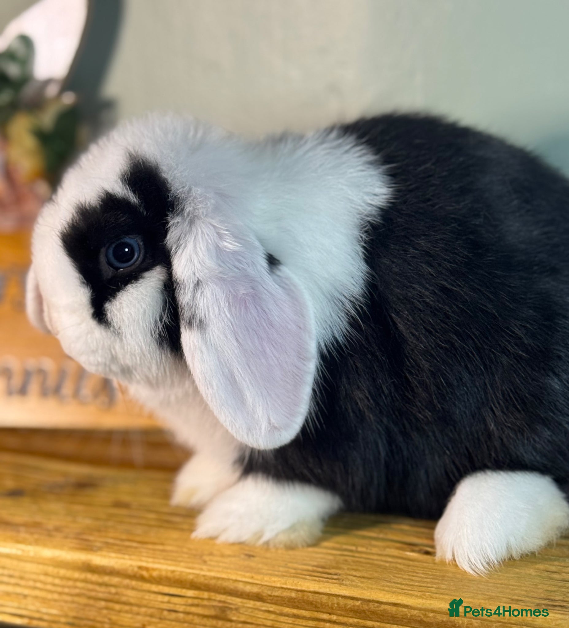Mini Lop rabbits Gorgeous *vaccinated* pure mini lop babies - Advert 2