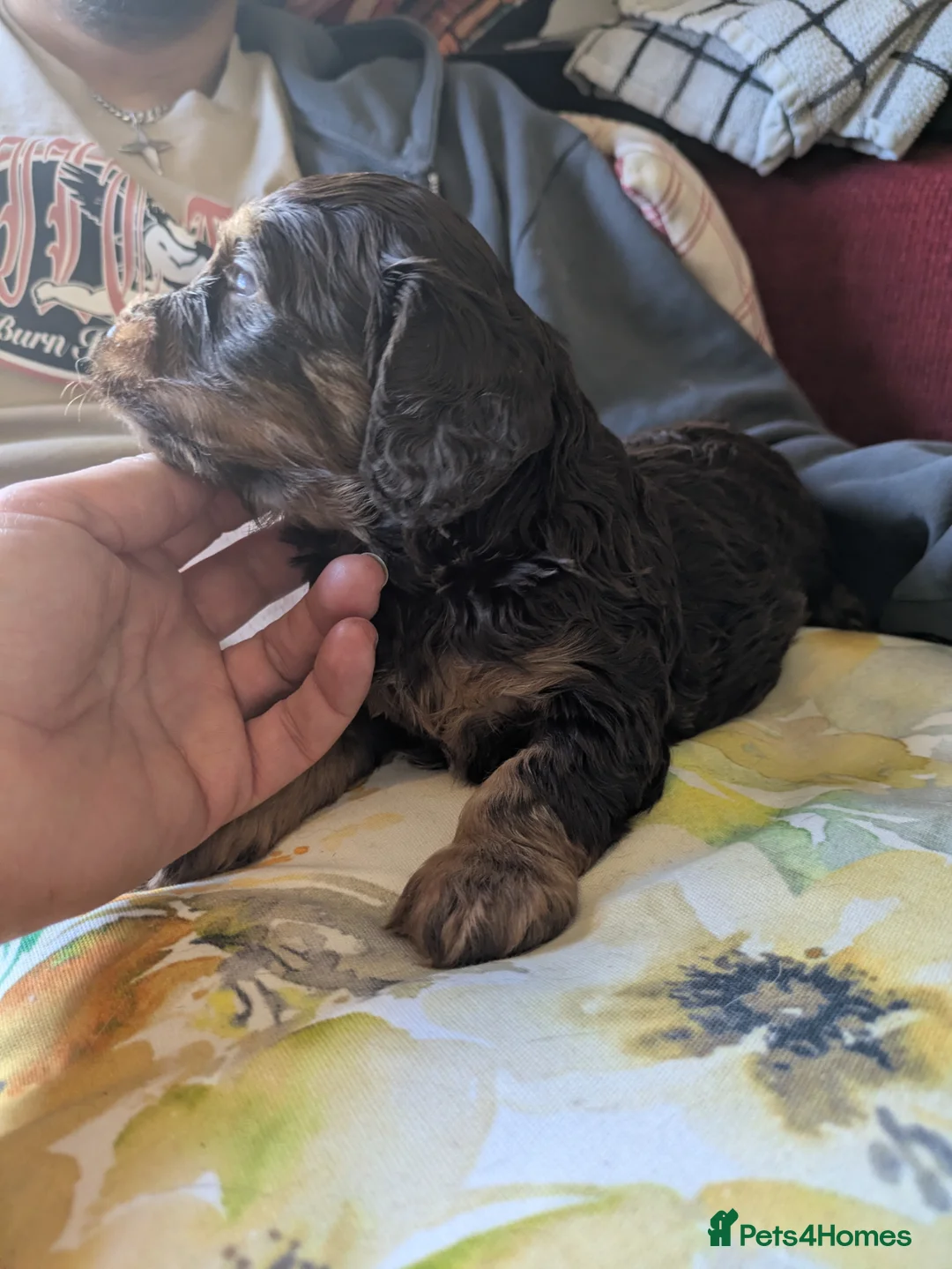 Cockapoo dogs for sale: Health tested choc and parti cockerpoos - Advert 1