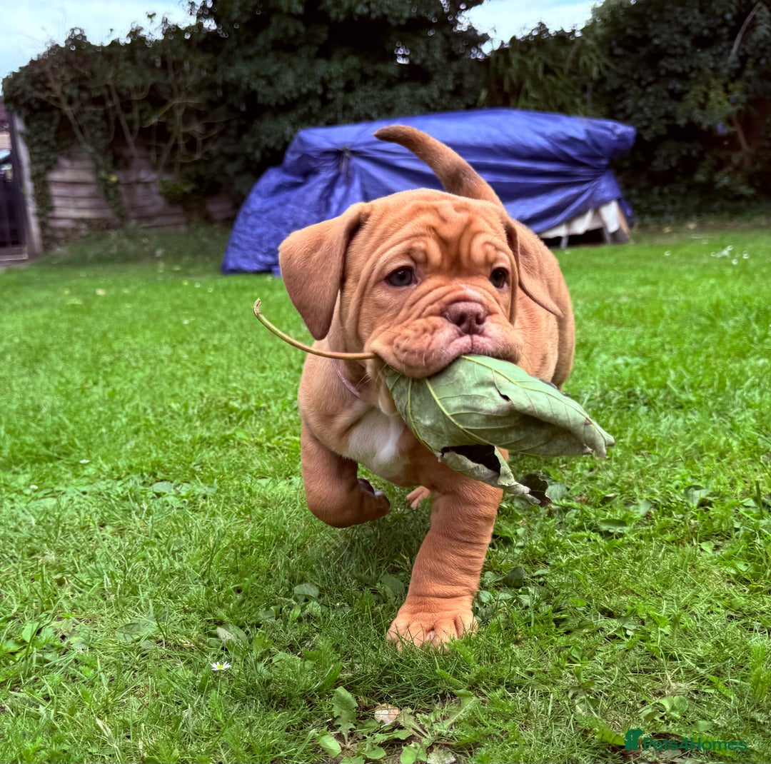 Old Tyme Bulldog dogs for sale: **Chunky NEBBER OLD TYME BULLDOG** - Image 6