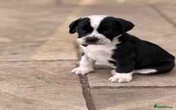 Mixed Breed dogs for sale: Rare English Bulldog x Bracco Italiano Puppies - Image 2