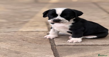 Mixed Breed dogs - Advert 1
