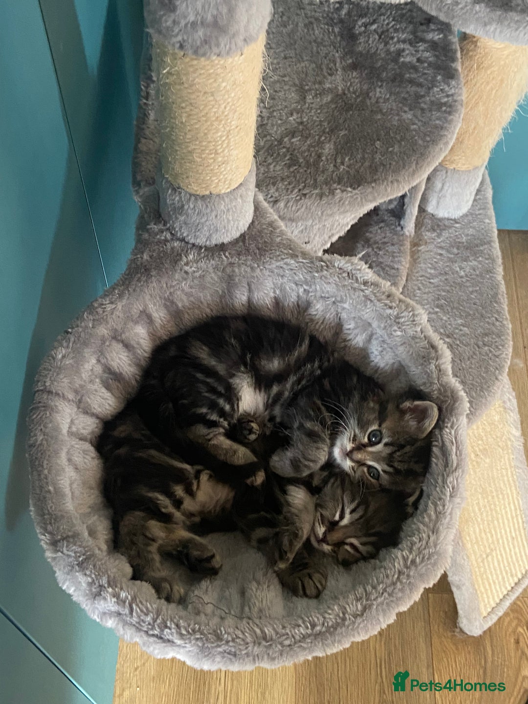 Ragdoll cats for sale: Ragdoll Cross Kittens – £300 each - Image 11