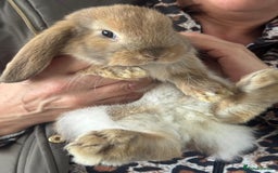 Mini Lop rabbits for sale: Mini Lops - Image 15