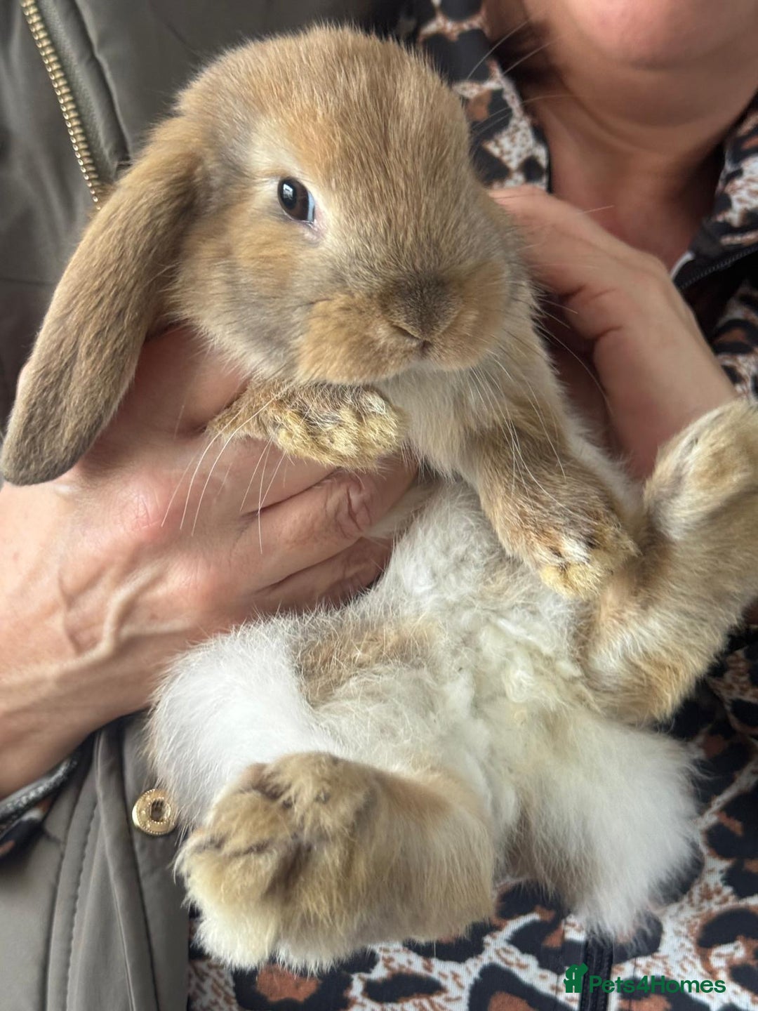 Mini Lop rabbits for sale: Mini Lops - Image 15