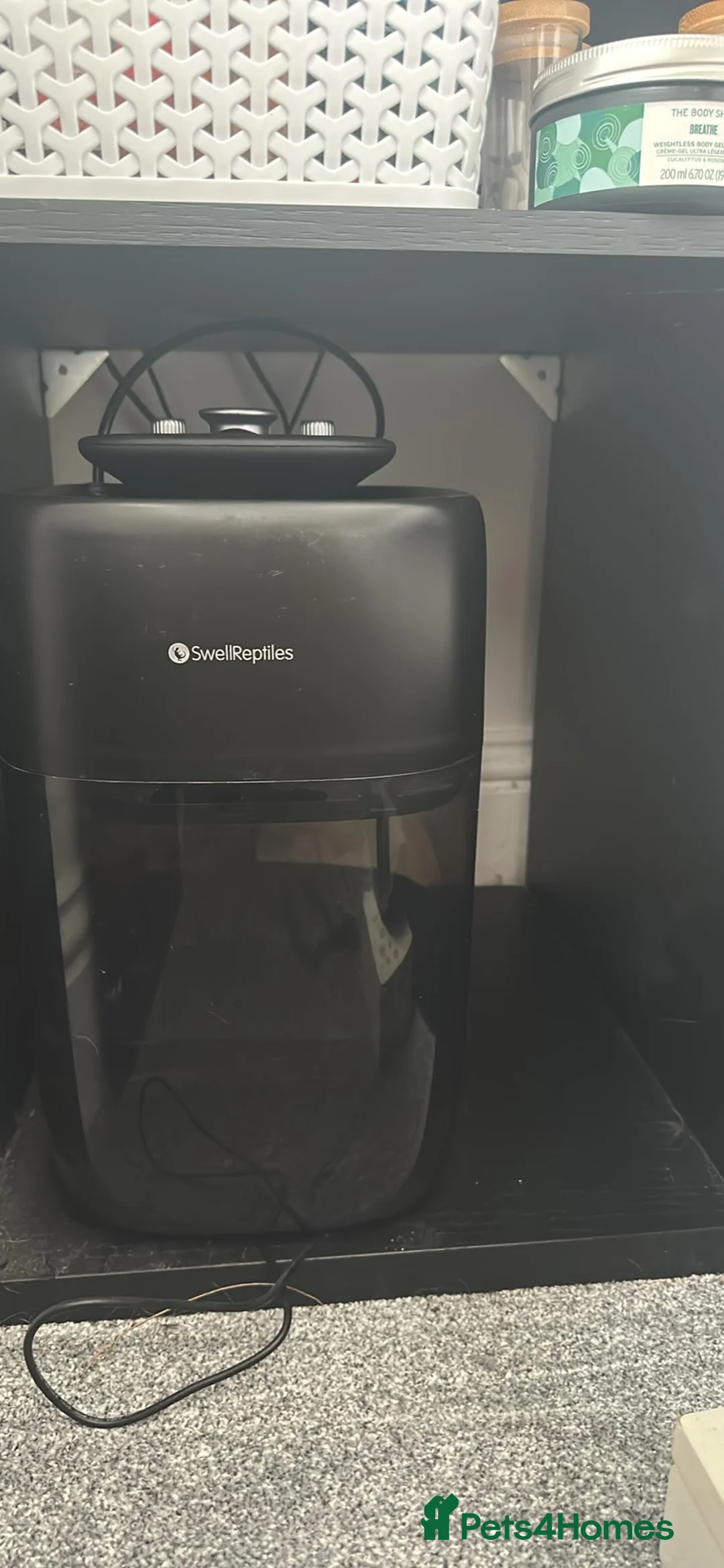 Chameleon reptiles for sale: Male veiled chameleon and set up  in Worthing - Advert 7