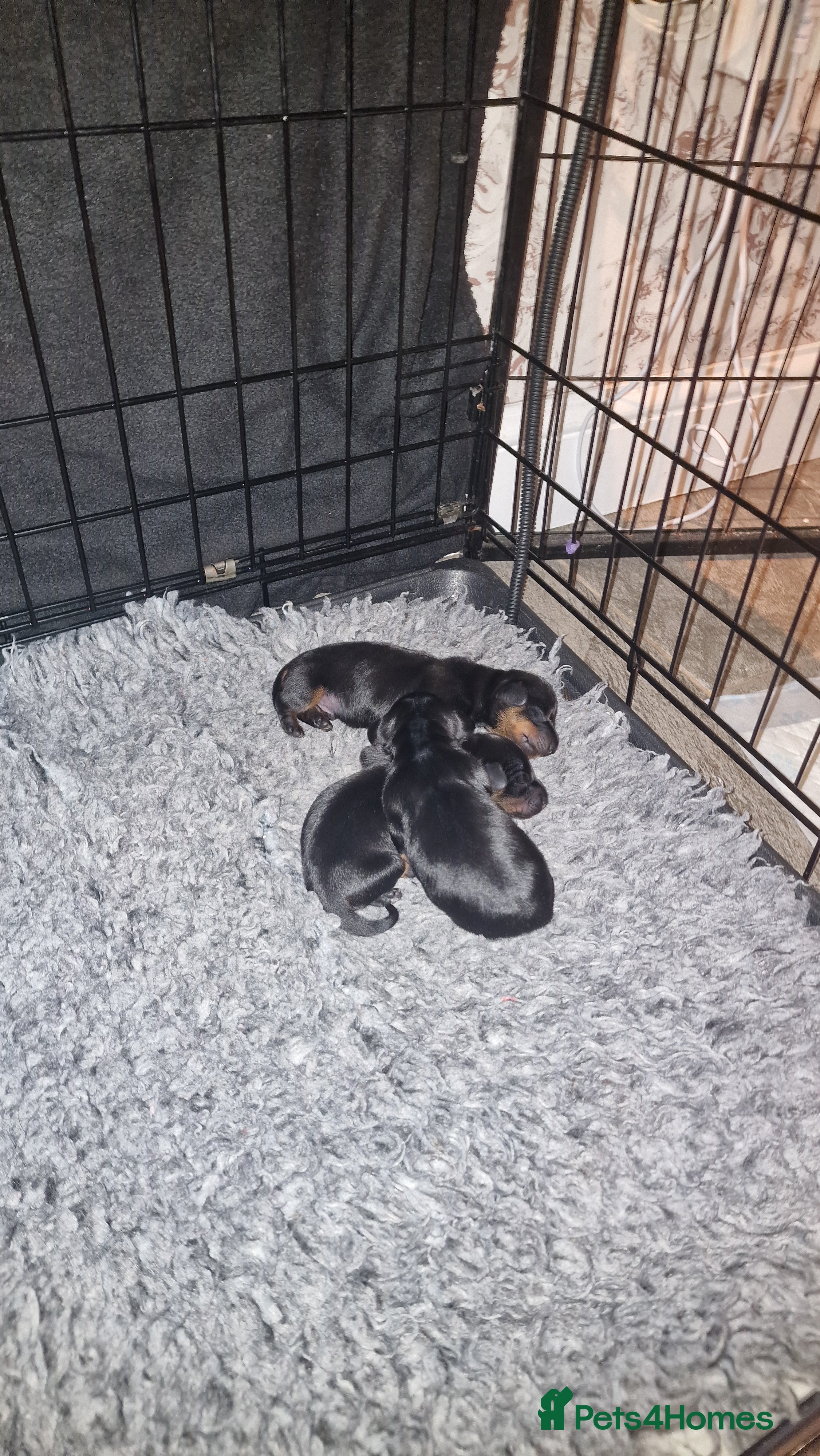Miniature Dachshund dogs Beautiful Pedigree Minature Dachshunds Black & Tan - Advert 1