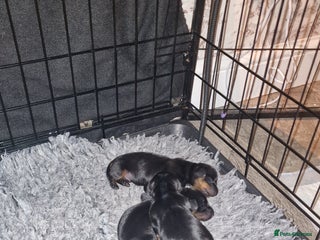 Miniature Dachshund dogs Beautiful Pedigree Minature Dachshunds Black & Tan - Advert 1