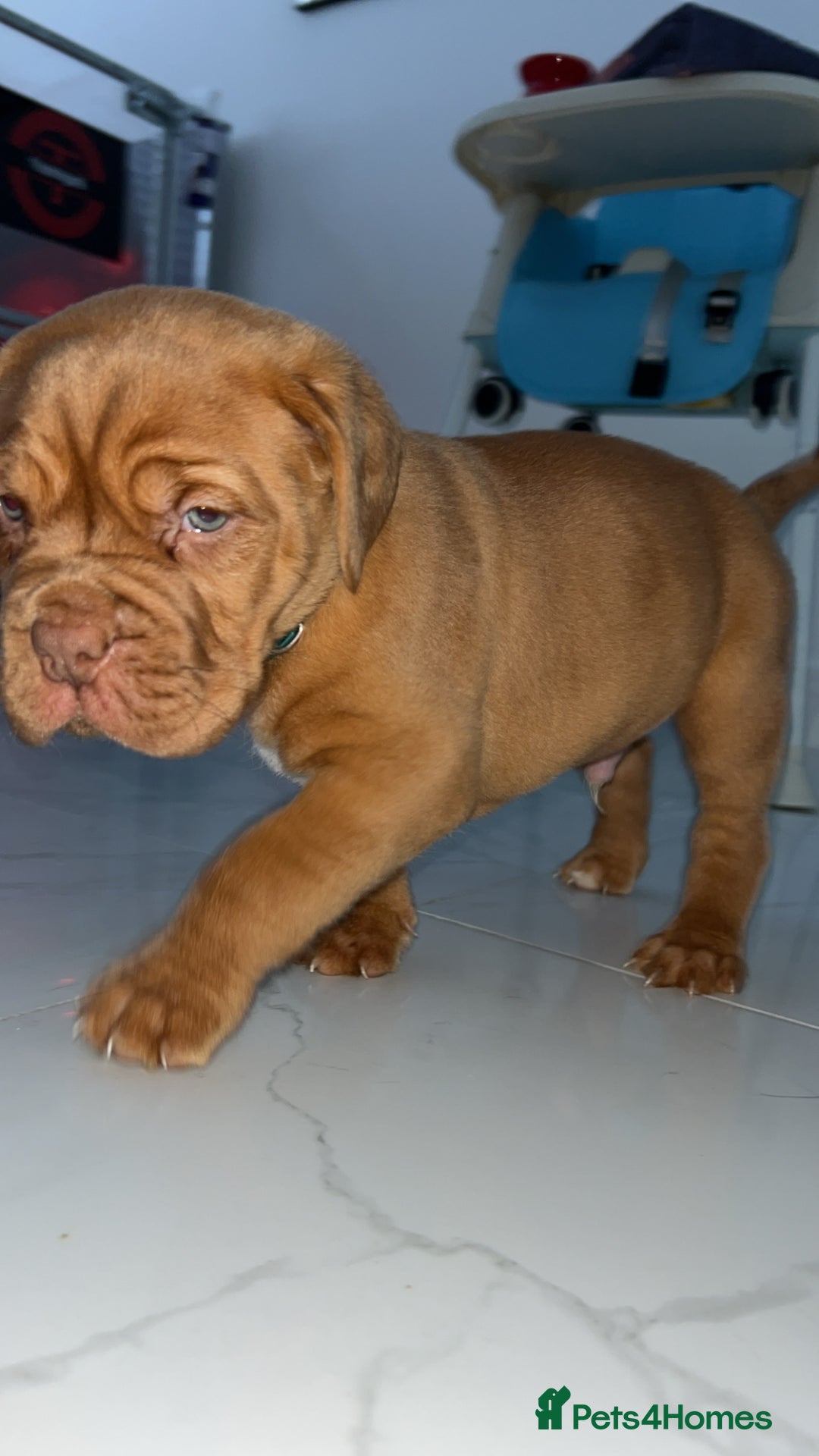 Dogue De Bordeaux dogs for sale: Chunky kc registered dogue de Bordeaux puppies - Advert 3