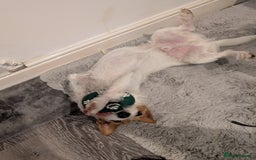 Jack Russell dogs for sale: Friendly Jack Russell  - Image 4