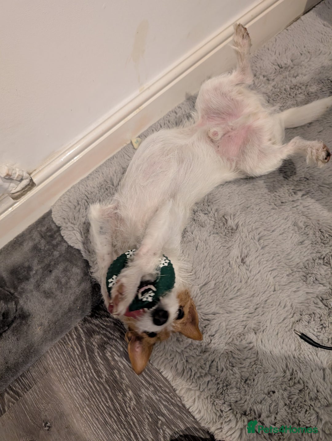 Jack Russell dogs for sale: Friendly Jack Russell  - Image 4