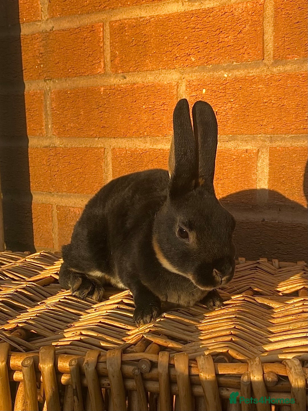 Rex rabbits for sale: Female & male otter/BEW mini rex rabbits  - Image 6