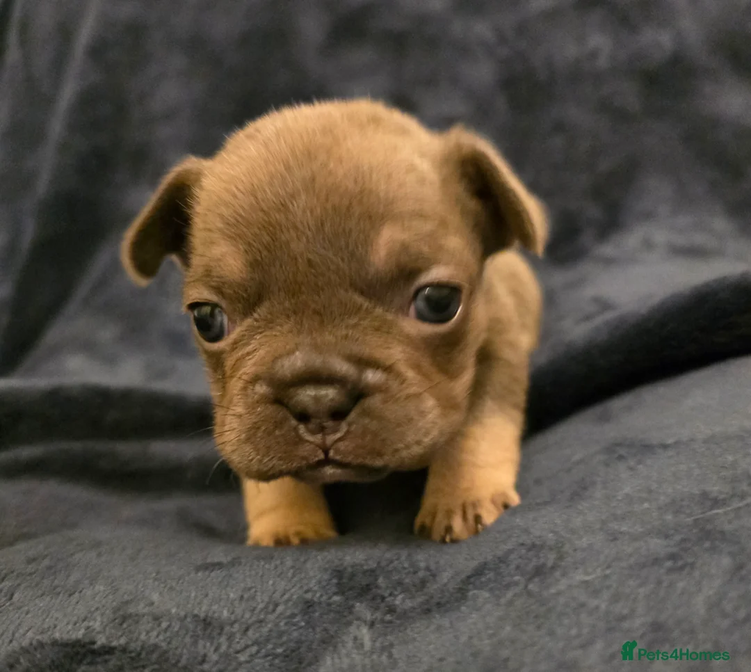 French Bulldog dogs for sale: Chunky Frenchie Puppies  - Advert 24