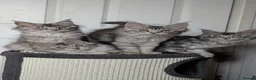 Maine Coon cats for sale: Maine coon kittens ready to leave now - Advert 12