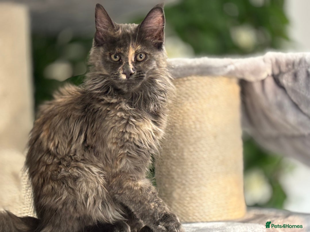 Maine Coon cats for sale: Tica Stunning Kittens  - Image 27
