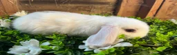 Mini Lop rabbits for sale: Gorgeous pure Mini lops and mini lion lops  - Advert 14