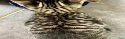 Bengal cats for sale: Soft Bengal X Kittens With Gold Glitter Gene - Advert 24