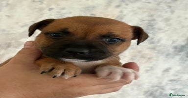 Staffordshire Bull Terrier dogs - Advert 8